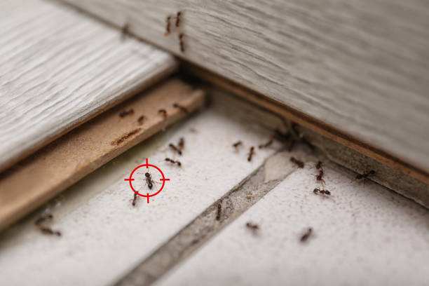 Best Ant Control Services  in Tremont, IL