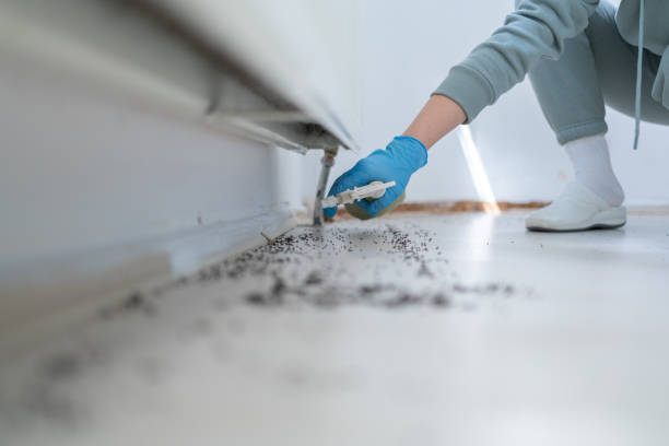 Reliable Tremont, IL Pest Control Solutions